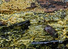 Attēlu rezultāti vaicājumam “Badhamia bethelii stalked”