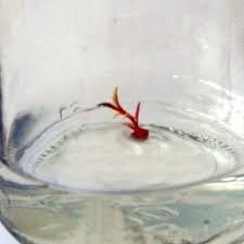 Attēlu rezultāti vaicājumam “Vaccinium vitis-idaea bud”