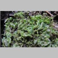 Attēlu rezultāti vaicājumam “Moerckia hibernica”