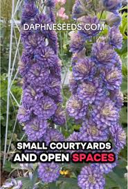 Attēlu rezultāti vaicājumam “Delphinium elatum  bud”