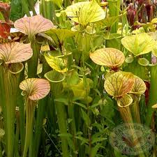 Attēlu rezultāti vaicājumam “Leucogyrophana sororia”