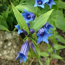 Attēlu rezultāti vaicājumam “Gentiana pneumonanthe leaf”