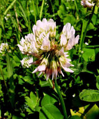 Attēlu rezultāti vaicājumam “Trifolium repens flower”