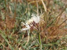 Attēlu rezultāti vaicājumam “Silene borysthenica”
