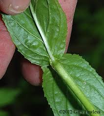 Attēlu rezultāti vaicājumam “Epilobium roseum leaf”
