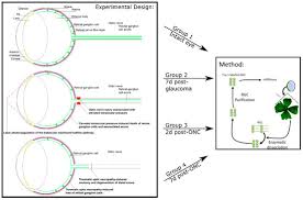 Attēlu rezultāti vaicājumam “Leiocolea rutheana cells”