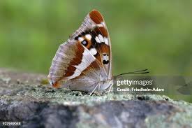 Attēlu rezultāti vaicājumam “Apatura iris female”