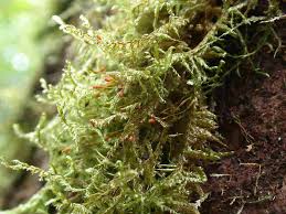 Attēlu rezultāti vaicājumam “Neckera complanata sporophyte”