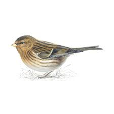 Image result for twite photo