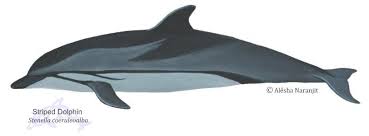 Image result for Stenella coeruleoalba