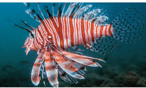 Image result for Pterois miles