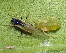 Attēlu rezultāti vaicājumam “Adalia decempunctata”