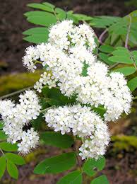 Attēlu rezultāti vaicājumam “Sorbus aucuparia flower”