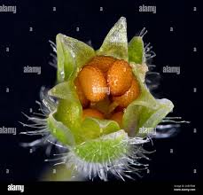 Attēlu rezultāti vaicājumam “Stellaria holostea fruit”