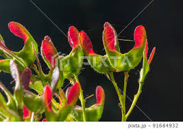 Attēlu rezultāti vaicājumam “Acer tataricum subsp. ginnala fruit”