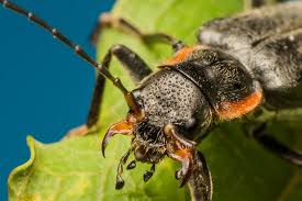 Attēlu rezultāti vaicājumam “Cantharis obscura”