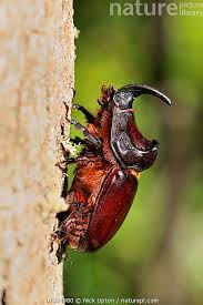 Attēlu rezultāti vaicājumam “Oryctes nasicornis male”