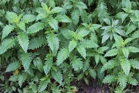 Attēlu rezultāti vaicājumam “Hordelymus europaeus leaf”