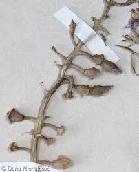 Attēlu rezultāti vaicājumam “Cakile maritima subsp. baltica”