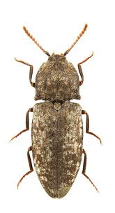 Attēlu rezultāti vaicājumam “Agrypnus murinus”