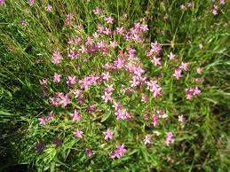 Attēlu rezultāti vaicājumam “Centaurium erythraea flower”