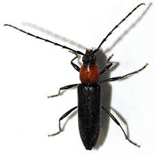 Attēlu rezultāti vaicājumam “Stemonitopsis hyperopta var. landewaldii young”