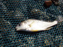 Image result for Aplodinotus grunniens