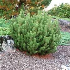 Attēlu rezultāti vaicājumam “Pinus mugo”