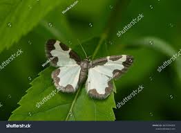 Attēlu rezultāti vaicājumam “Lomaspilis marginata”