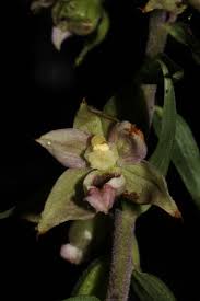Attēlu rezultāti vaicājumam “Epipactis helleborine”