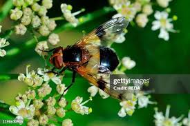 Attēlu rezultāti vaicājumam “Volucella pellucens”