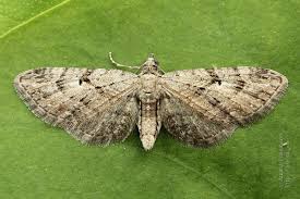 Attēlu rezultāti vaicājumam “Eupithecia pusillata”