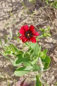 Image result for Gaillardia amblyodon