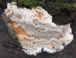 Attēlu rezultāti vaicājumam “Elmerina caryae”