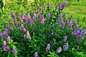 Attēlu rezultāti vaicājumam “Spiraea salicifolia”