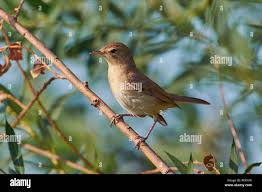 Attēlu rezultāti vaicājumam “Acrocephalus dumetorum”