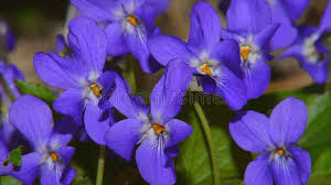 Attēlu rezultāti vaicājumam “Viola hirta”