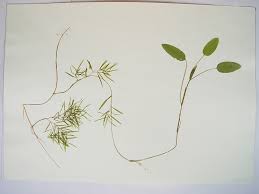 Attēlu rezultāti vaicājumam “Potamogeton gramineus”