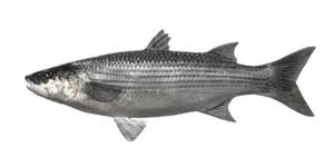 Image result for Chelon labrosus