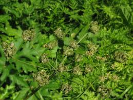 Attēlu rezultāti vaicājumam “Heracleum sphondylium subsp. sibiricum”