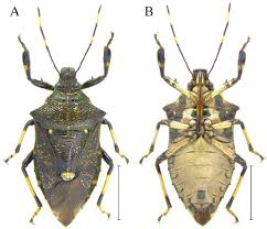 Attēlu rezultāti vaicājumam “Capsodes gothicus imago”