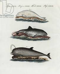 Image result for Hyperoodon ampullatus