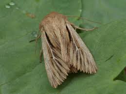 Attēlu rezultāti vaicājumam “Leucania comma”