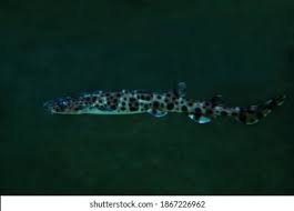 Image result for Scyliorhinus stellaris