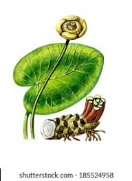 Attēlu rezultāti vaicājumam “Nuphar lutea fruit”