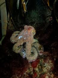 Image result for Worcester Divers Octopush Club