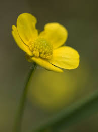 Attēlu rezultāti vaicājumam “Ranunculus flammula leaf”