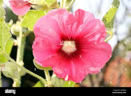 Image result for Stockrose