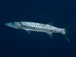 Image result for Sphyraena barracuda
