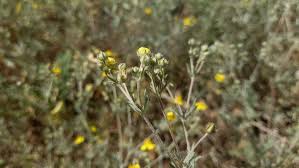 Attēlu rezultāti vaicājumam “Potentilla argentea bud”